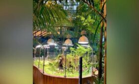 Пальмовая оранжерея «Аптекарского огорода» временно закроется с 22 декабря