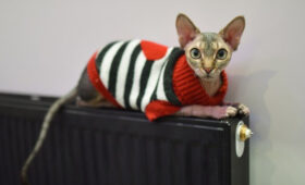 Работу системы отопления скорректировали в Москве из-за похолодания