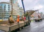 Около 10 тыс взрослых деревьев высадят в Москве до конца 2025 года