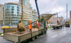 Около 10 тыс взрослых деревьев высадят в Москве до конца 2025 года
