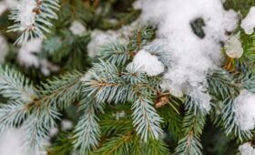 Предновогодний снежный покров сформируется в Москве 26 декабря