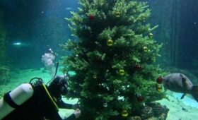 Новогоднюю елку установили в большом аквариуме «Москвариума»