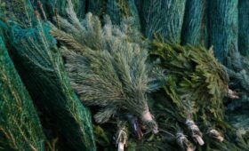 Эксперт Бондарь: покупка живой ели «с рук» может привести к штрафу