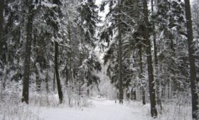 20 декабря в парке «Кузьминки-Люблино» состоится праздник спортивного ориентирования