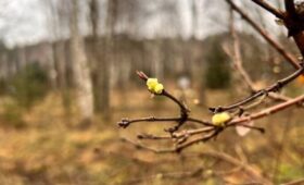 Жимолость снова зацвела в «Лосином острове» из-за теплой погоды