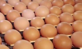 «Коммерсант»: крупная птицефабрика «Волжанин» приостановила отгрузки яиц