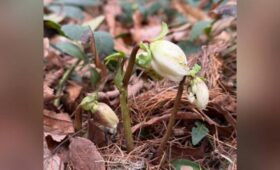 Подснежники вновь выросли в «Аптекарском огороде»
