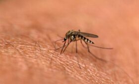 SHOT: россияне пожаловались на тигровых комаров на Гоа