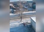 Собаки напали на мальчика в Тыве