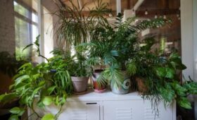 Биолог Воробьев: популярные домашние растения могут быть опасны для здоровья