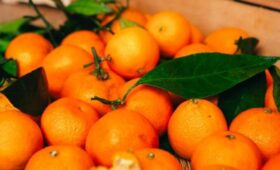 Роскачество: при выборе мандаринов стоит обращать внимание на их кожуру и вес