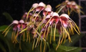 Редкую орхидею Масдеваллию представили в Аптекарском огороде в Москве