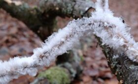 В подмосковном лесу обнаружили редкое явление «ледяная шерсть»