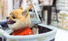 «Известия»: психотропные ветпрепараты могут запретить к продаже без рецепта