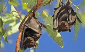 NDTV: в Индии начали проверку летучих мышей на вирус Нипах