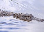 People: мужчина похитил и скормил ребенка сожительницы аллигаторам в США
