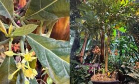 В «Аптекарском огороде» впервые в XXI веке зацвело авокадо