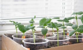 Эксперт Ноздрина: для стабильного роста овощам в квартире нужны дополнительные условия