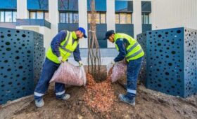 Еще около 400 деревьев высадили возле столичных поликлиник в 2025 году