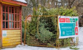 Москвичи могут сдать новогодние ели в специальные пункты до 1 марта