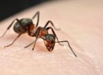 Россиянке в ухо заполз муравей во время отдыха в Таиланде