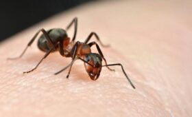 Россиянке в ухо заполз муравей во время отдыха в Таиланде