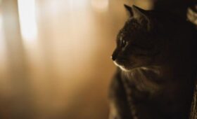 Iltalehti: финн отсудил 40 тысяч евро за увольнение из-за смерти кота, но умер сам