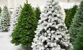 Россиян предупредили о штрафах за неправильную утилизацию новогодней елки