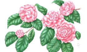 Выставка китайской живописи откроется в «Аптекарском огороде» 24 января