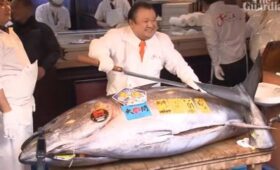 В Японии продали самую дорогую рыбу в мире за 253 миллиона рублей