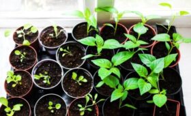 Депутат Чаплин: рассаду перцев можно готовить в конце января при наличии фитолампы