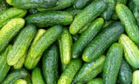 Глава Минсельхоза Лут: огурцы подешевеют в России к весне