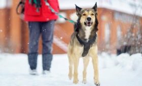 Комитет ГД поддержал увеличение штрафов для владельцев питомцев за их нападения