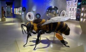 Посетители «Биокластера» на ВДНХ высоко оценили павильон «Пчеловодство»