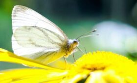 Ученый Марьинский: после снежной зимы в Москве ожидается нашествие насекомых