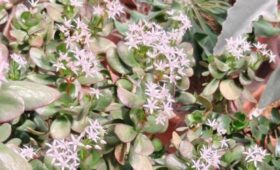 В «Аптекарском огороде» зацвело денежное дерево