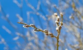 Синоптик Шувалов: весна придет в Калининград раньше, чем в другие регионы РФ