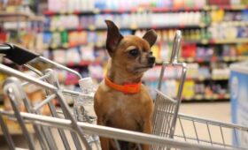 В Госдуме предложили запретить продажу ошейников с электрошоком