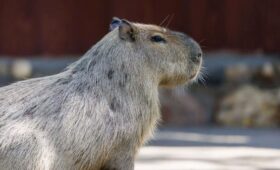 «Авито» заблокировал профиль продавца капибар в Москве после жалоб покупателей