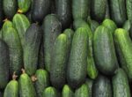 Россия увеличила импорт огурцов на 18,3% с начала года