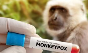 Вирусолог Компанец: оспа обезьян могла попасть в Россию через контрабанду животных