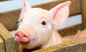 SCMP: в КНР фермер попытался перевезти свинью на беспилотнике и оставил без света деревню