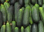 Огурцы подешевели в России впервые с осени 2025 года