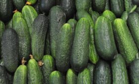 Огурцы подешевели в России впервые с осени 2025 года