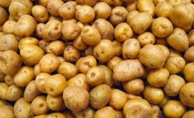 Россия вошла в пятерку крупнейших производителей картофеля в мире