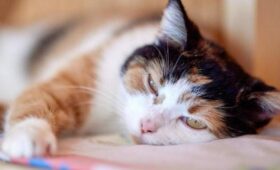 «Активные граждане» предложат идеи для развития «Моспитомца» в новом голосовании