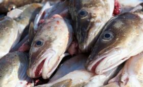 Рыбопромышленник Балашов: запасы трески сократились в Баренцевом море из-за климата