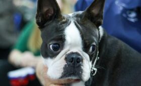 В ГД предложили ввести должность инспектора по вопросам обращения с животными