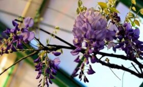 Экзотическая глициния распустилась в «Аптекарском огороде»