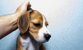 «Коммерсант»: Кабмин поддержал идею конфискации питомцев у жестоких владельцев